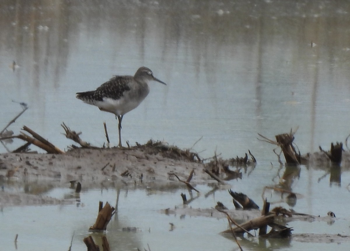 Wood Sandpiper - ML624579628