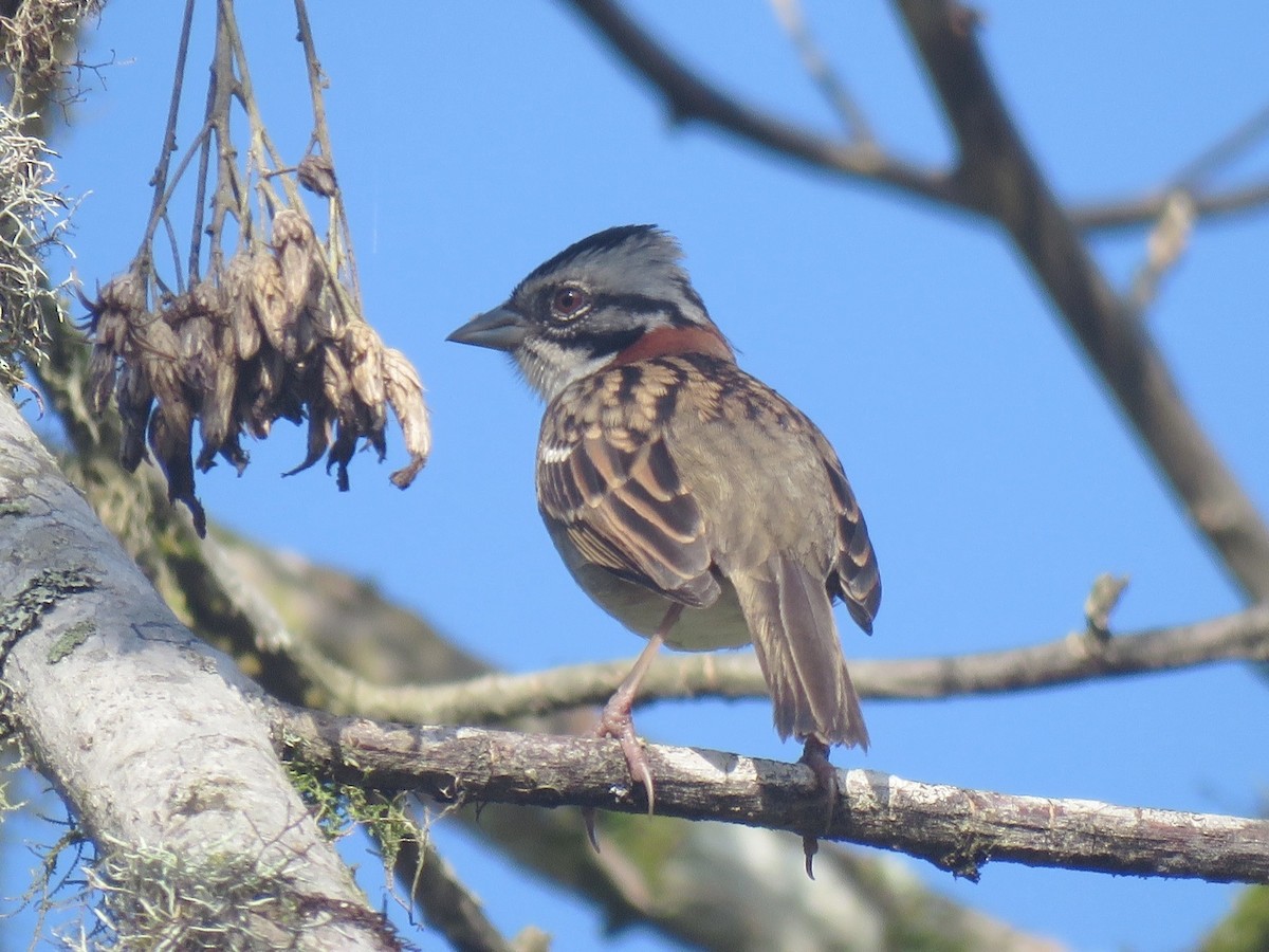 Rufous-collared Sparrow - ML624579629