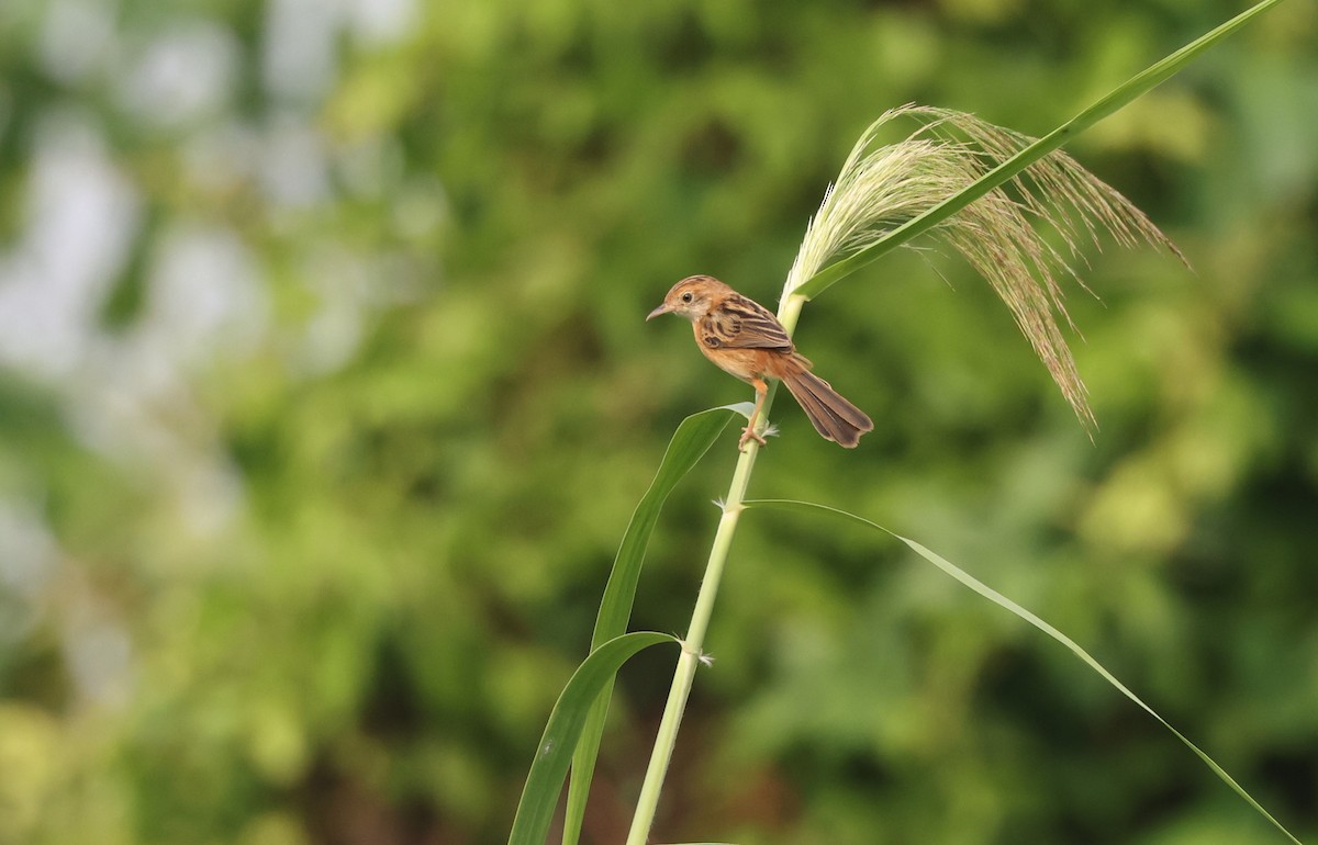 Golden-headed Cisticola - ML624579631