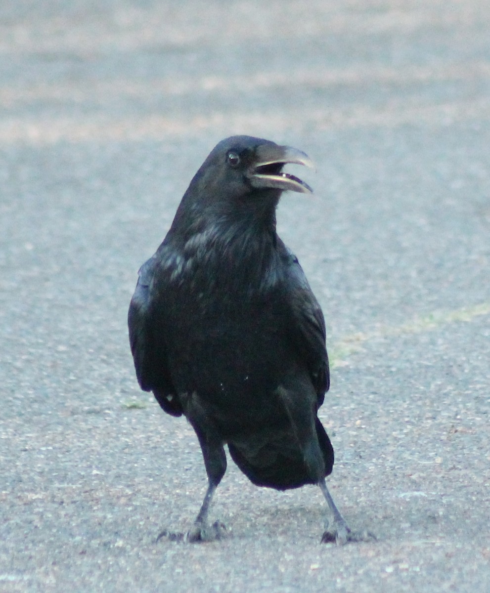 Common Raven - ML624579632