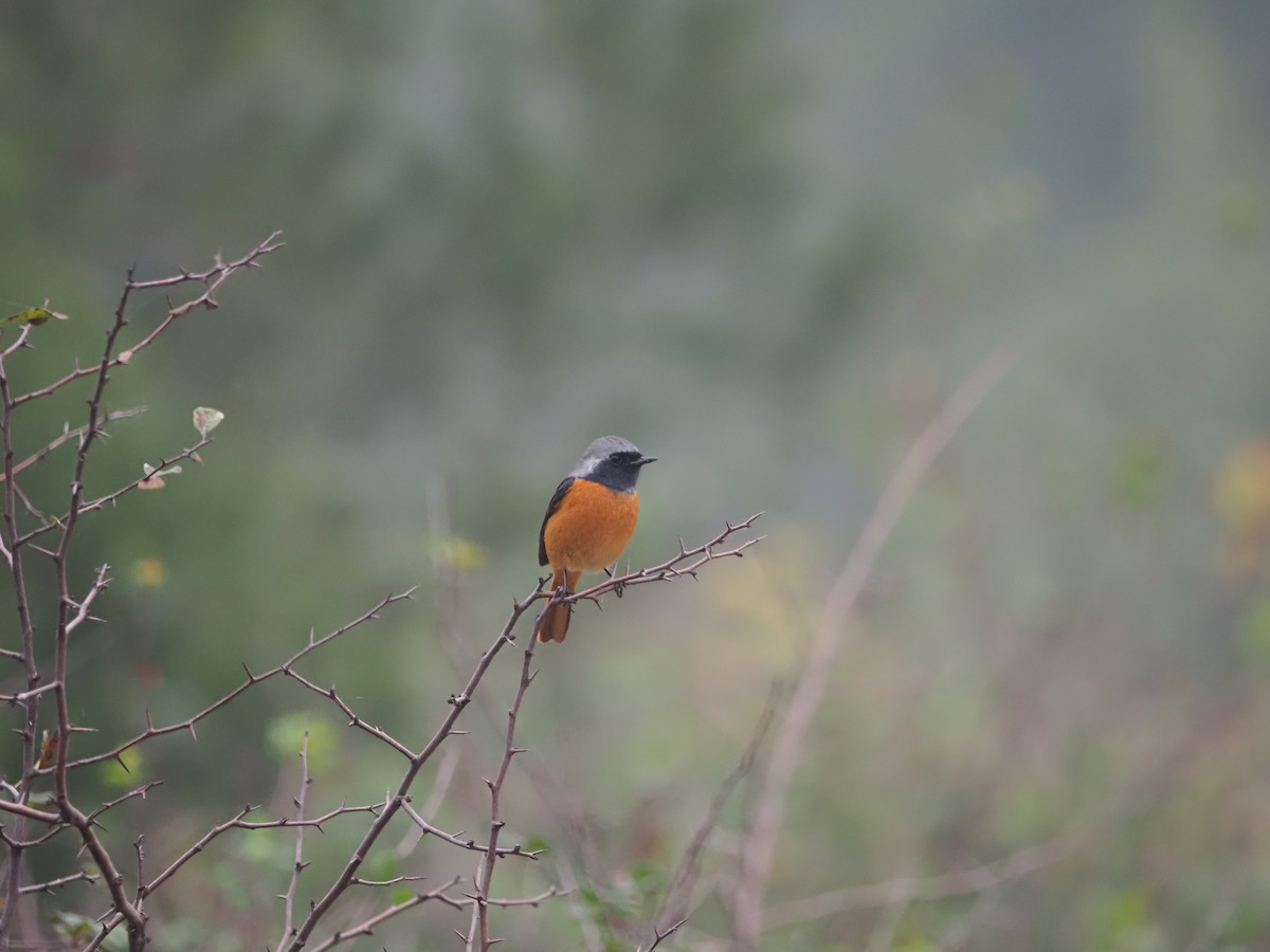 Daurian Redstart - ML624579633