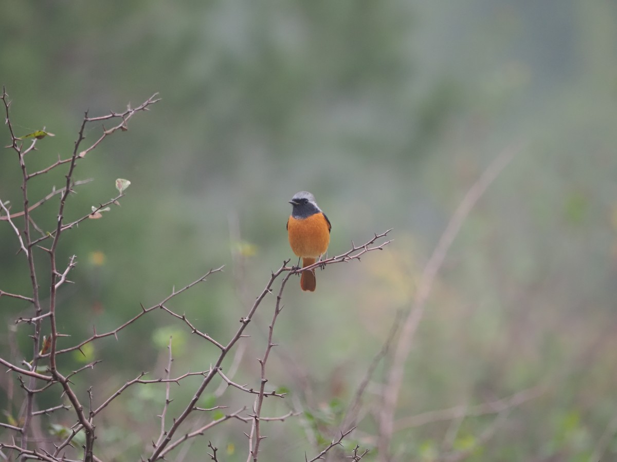 Daurian Redstart - ML624579635