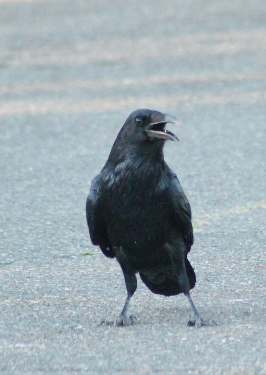 Common Raven - ML624579636