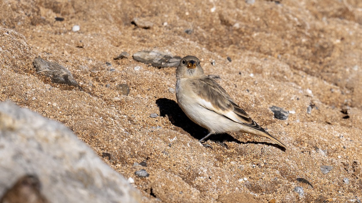 White-winged Snowfinch - ML624579637