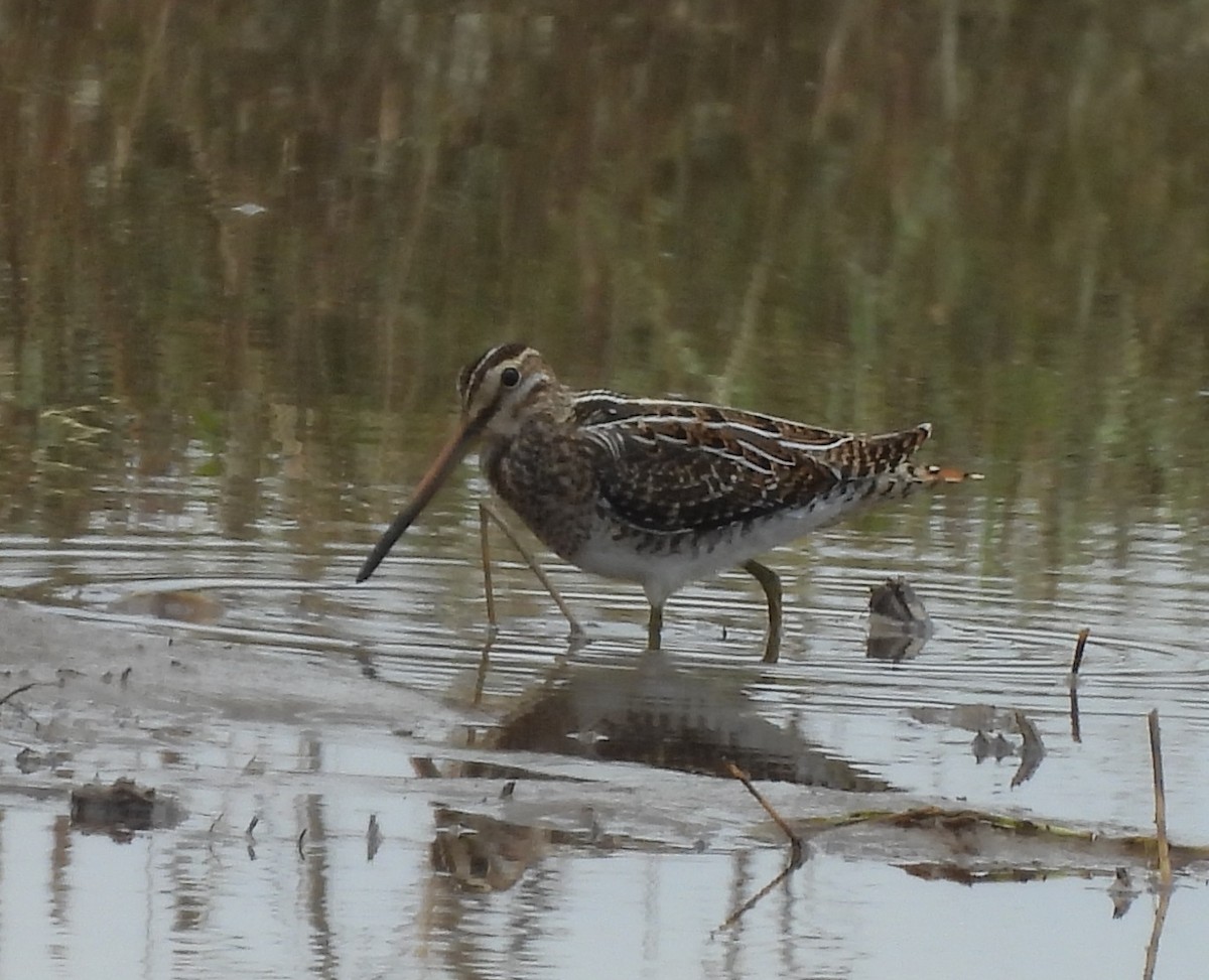 Common Snipe - Gerald Moore