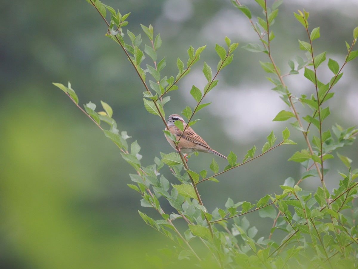 Meadow Bunting - ML624579641