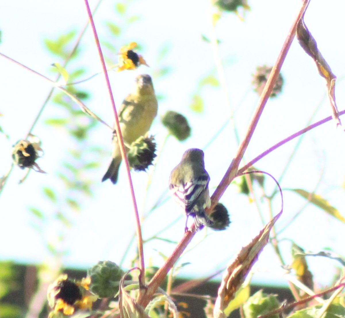 Lesser Goldfinch - ML624579642