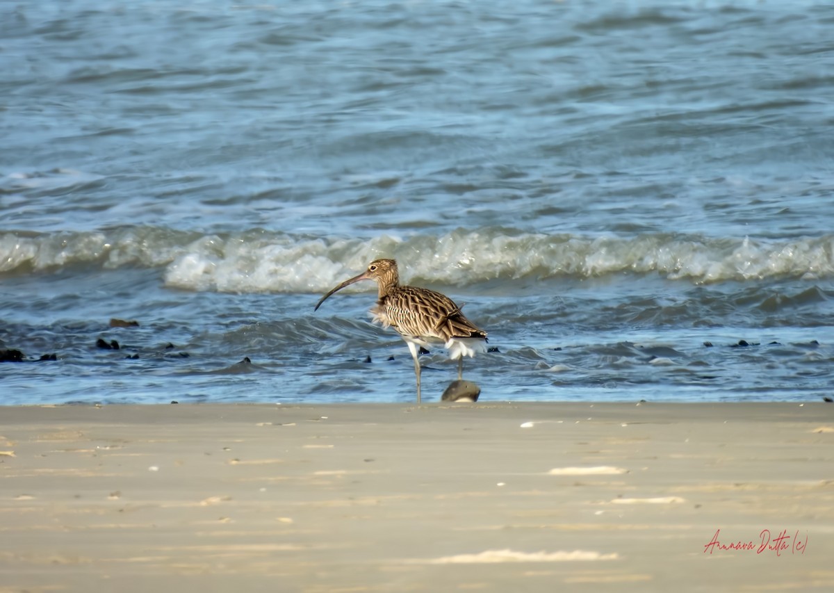 Eurasian Curlew - ML624579644