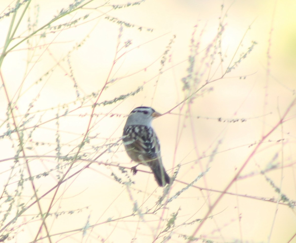 White-crowned Sparrow - ML624579646