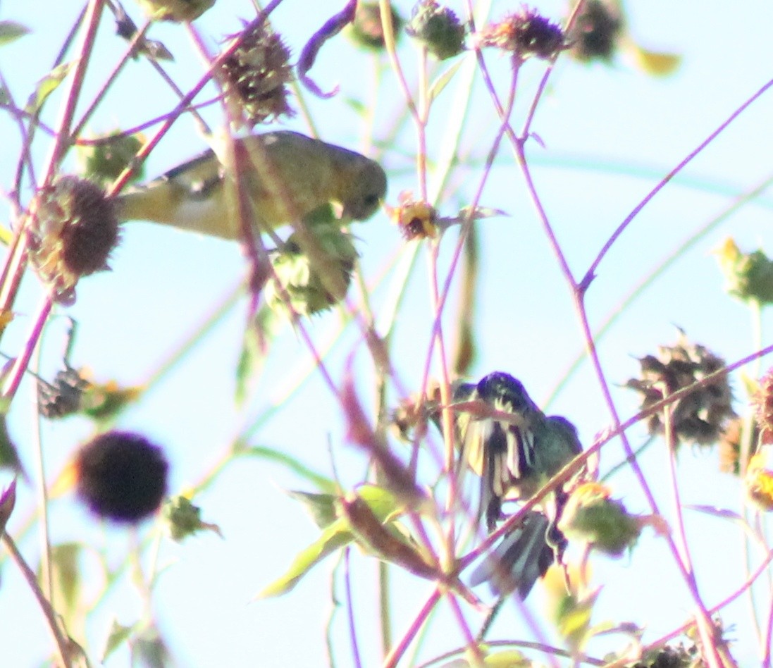 Lesser Goldfinch - ML624579648