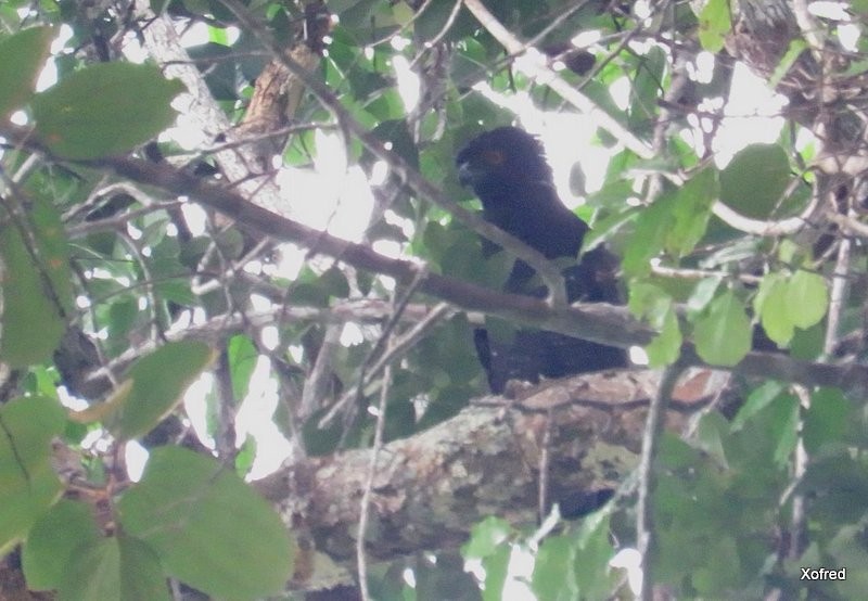 Black Hawk-Eagle - Frederico  Morais