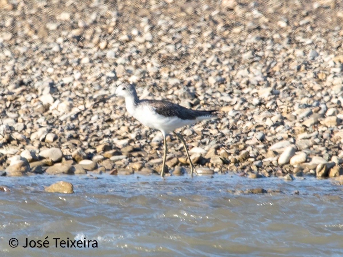 Grauschwanz-Wasserläufer - ML624579698