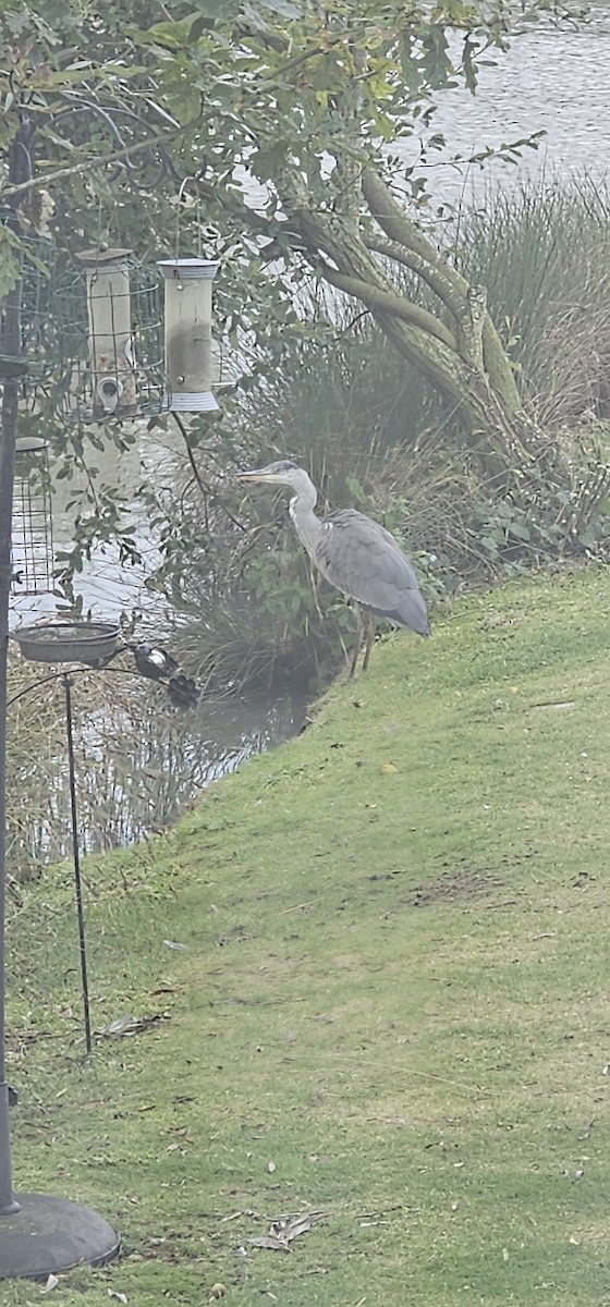 Common Crane - Sarah Widdop