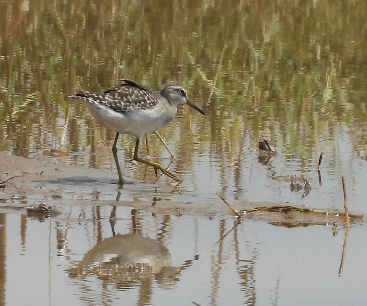 Wood Sandpiper - Gerald Moore