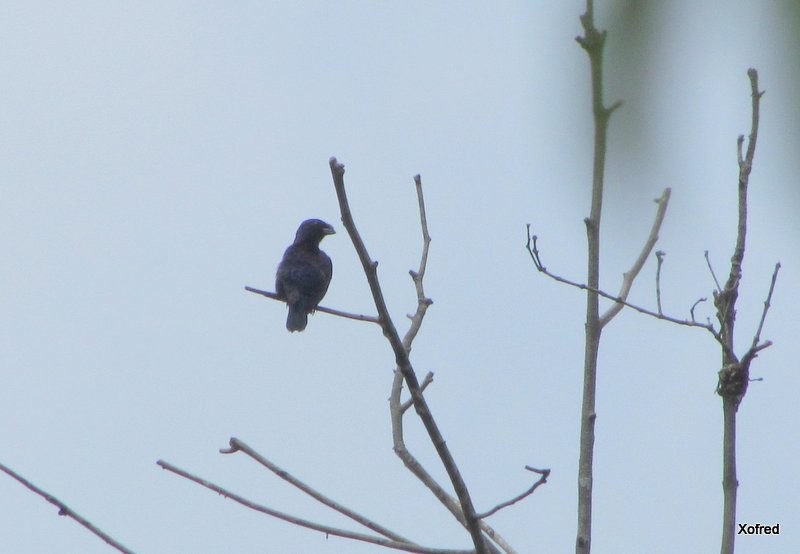 Golden-sided Euphonia - ML624579712