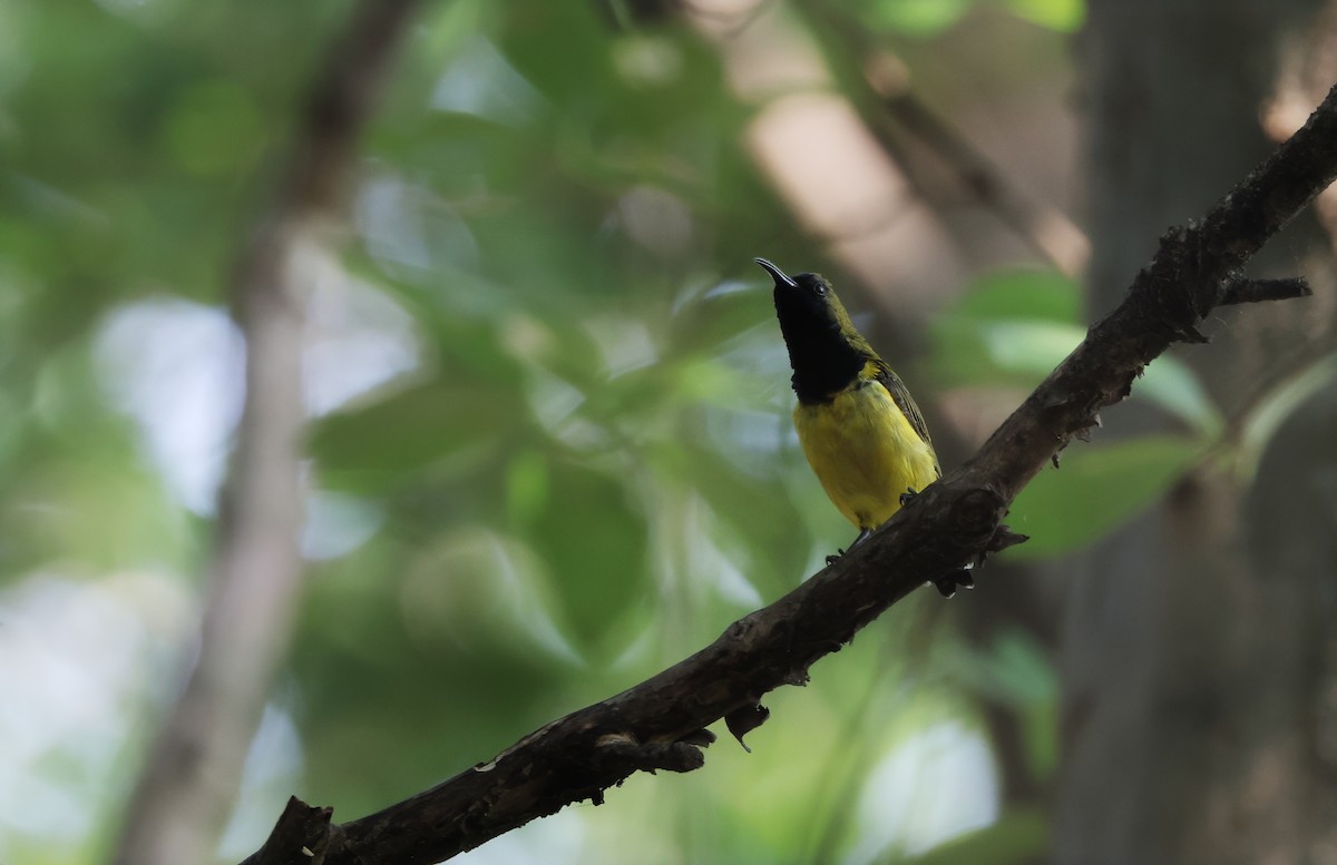 Ornate Sunbird (Ornate) - ML624579719