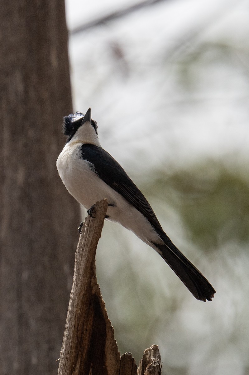 Restless Flycatcher - Andy&Meg Crawford