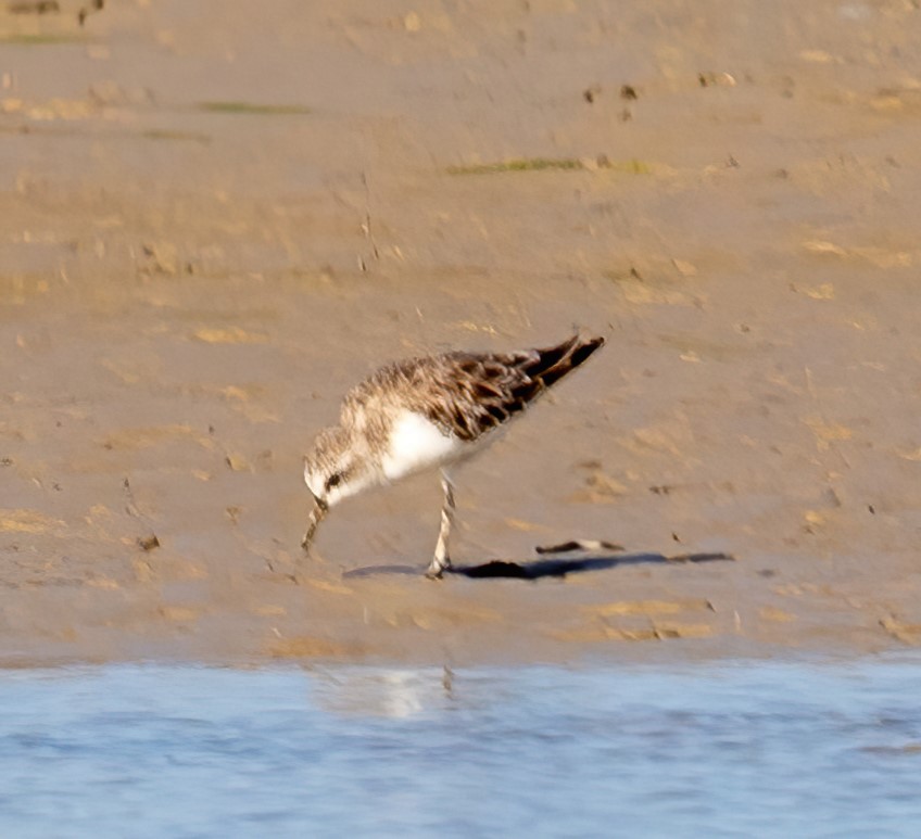 Rotkehl-Strandläufer - ML624579729