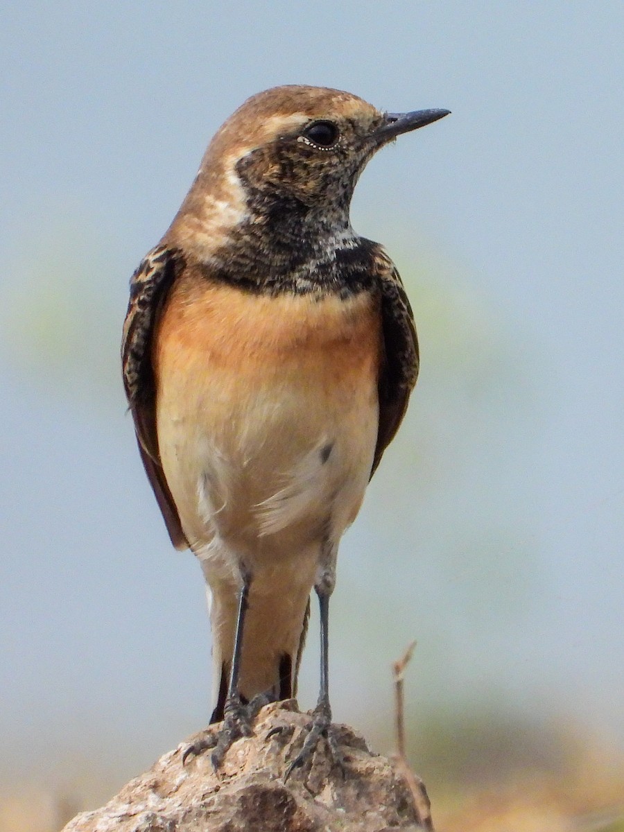 Pied Wheatear - VAibhAV Patil