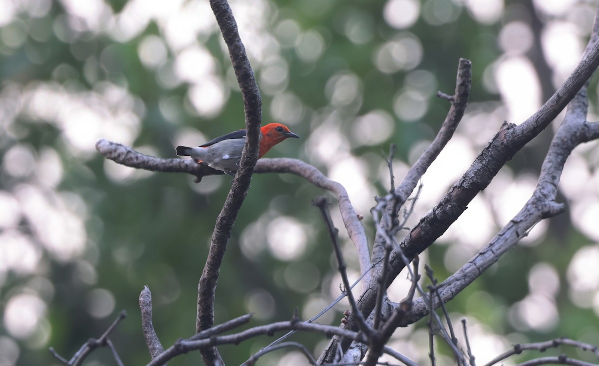 Scarlet-headed Flowerpecker - ML624579736
