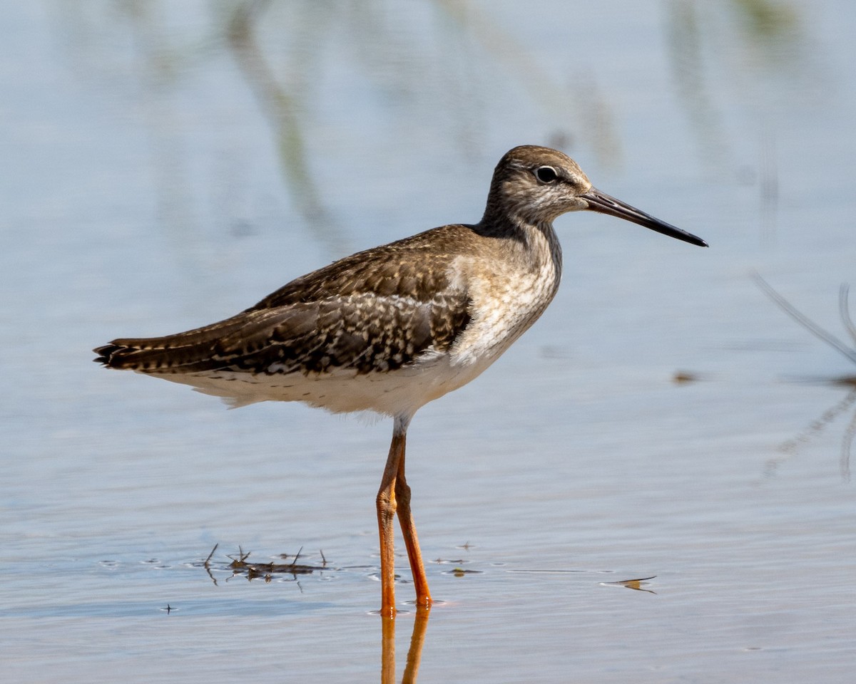 Common Redshank - ML624579752