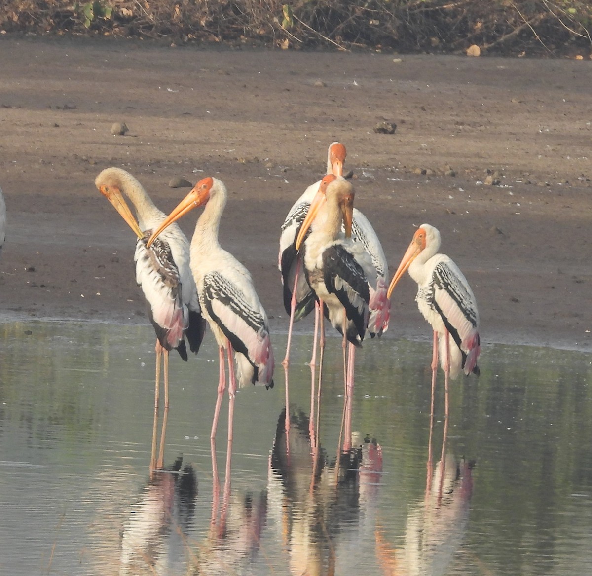 Painted Stork - ML624579781