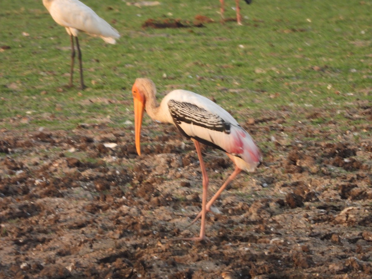 Painted Stork - ML624579782