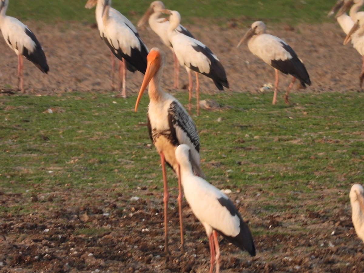 Asian Openbill - ML624579786