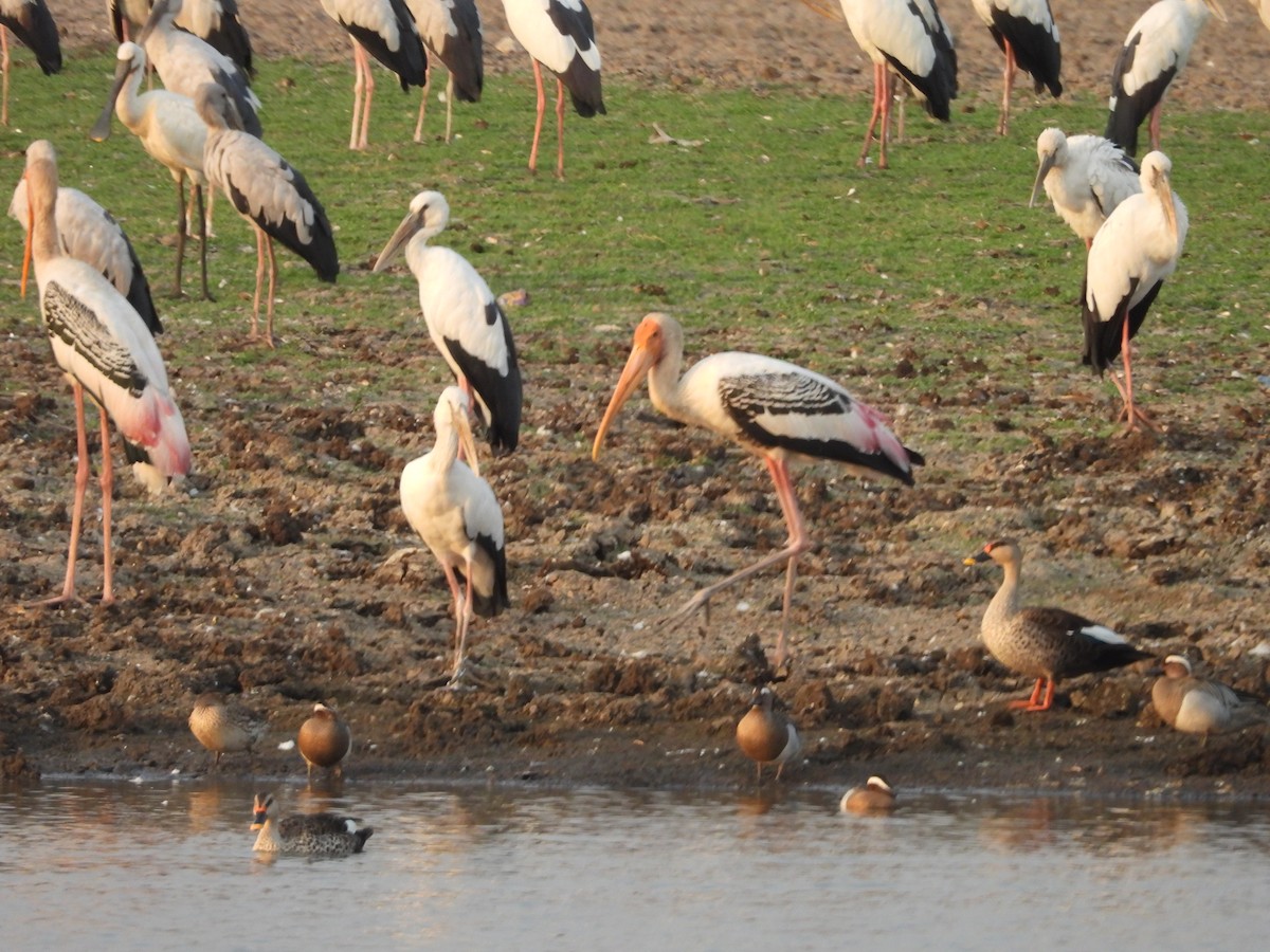 Asian Openbill - ML624579787