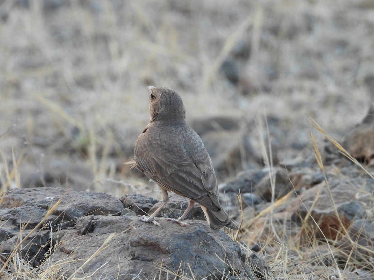 Rufous-tailed Lark - ML624579789