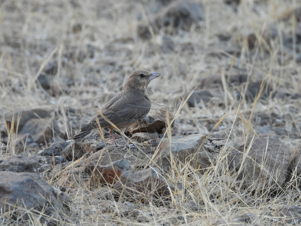 Rufous-tailed Lark - ML624579790