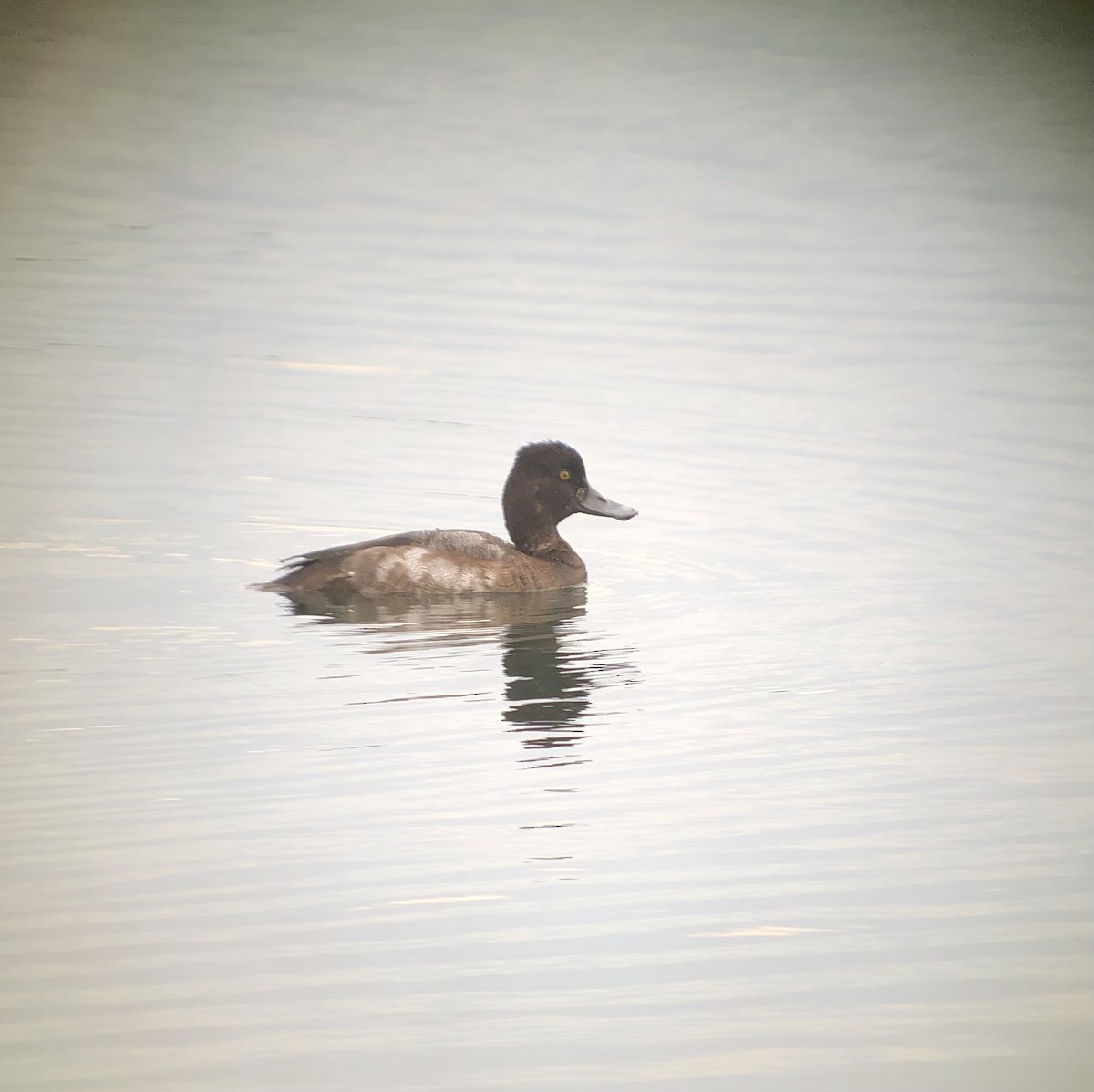 Lesser Scaup - ML624579804