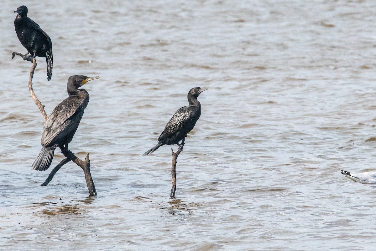 Cormorán Totinegro - ML624579824