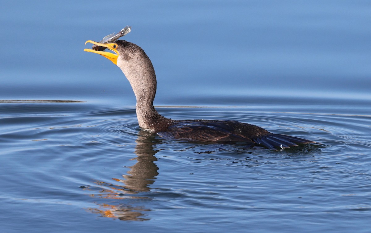 Cormorán Orejudo - ML624579867