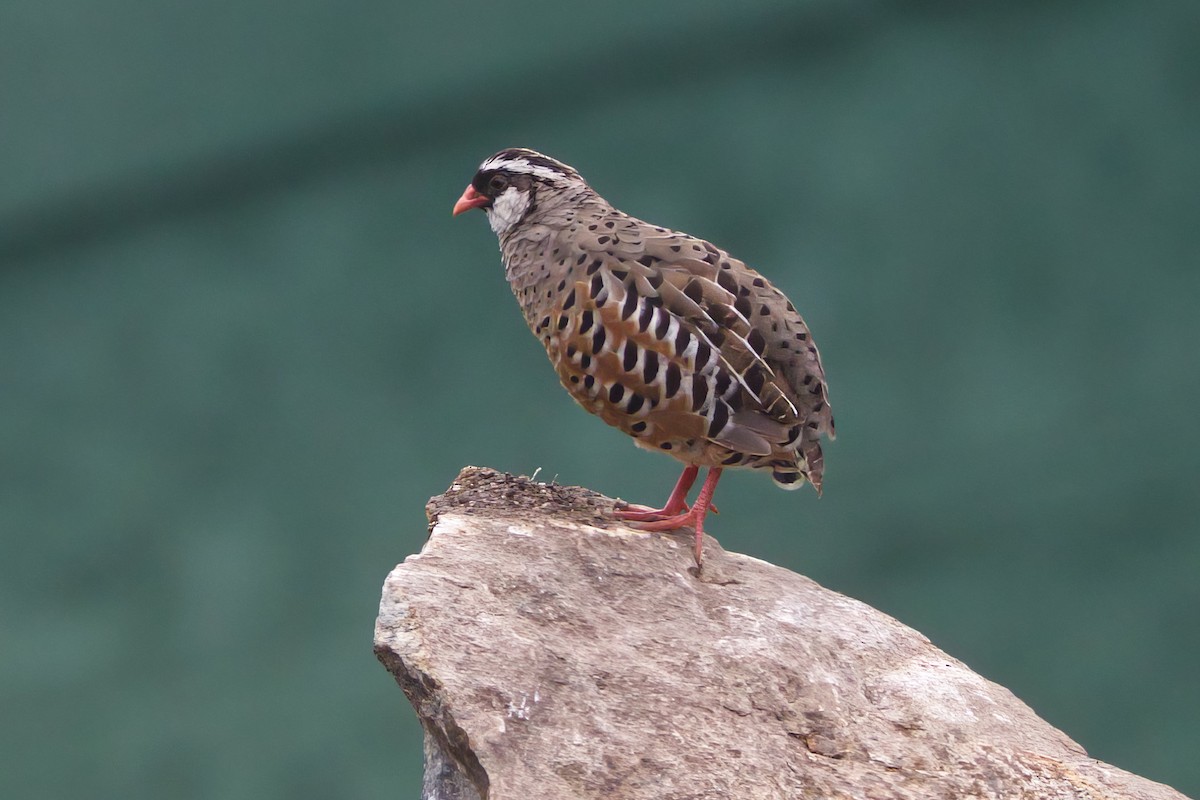 Painted Bush-Quail - Shekar Vishvanath