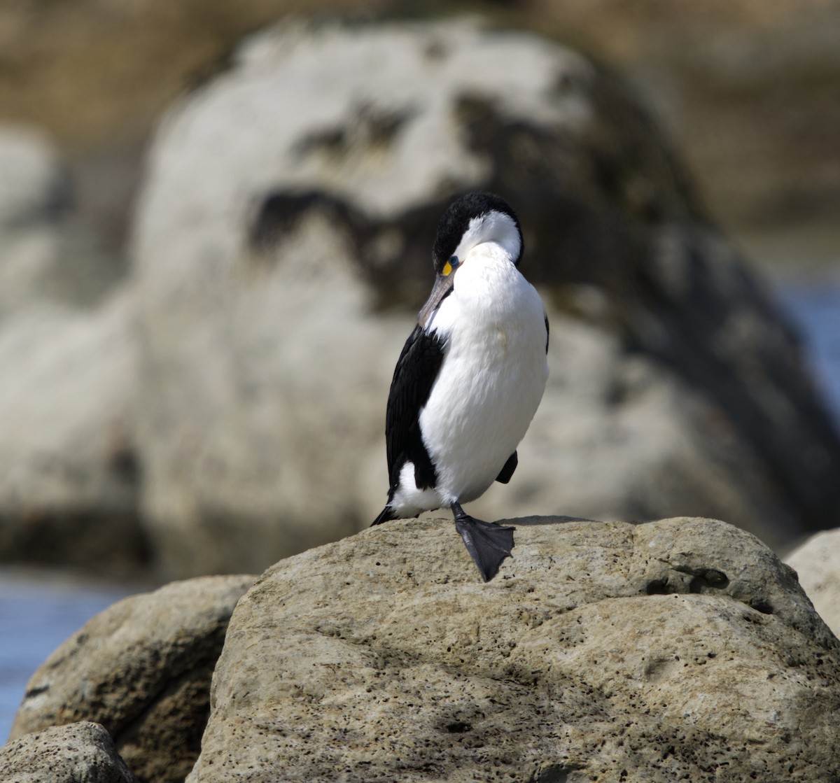 Cormorán Pío - ML624579882