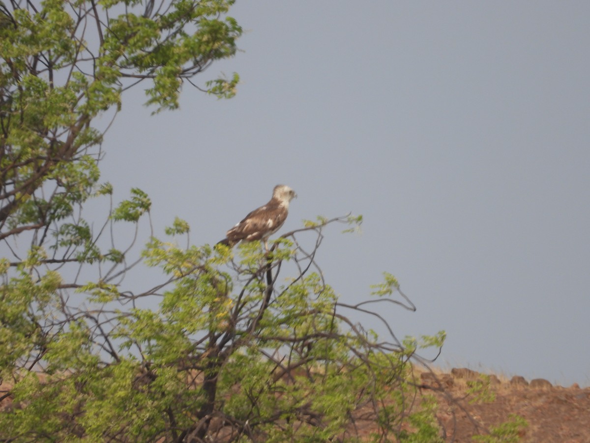 Short-toed Snake-Eagle - Pankaj and Ameya Chaturvedi