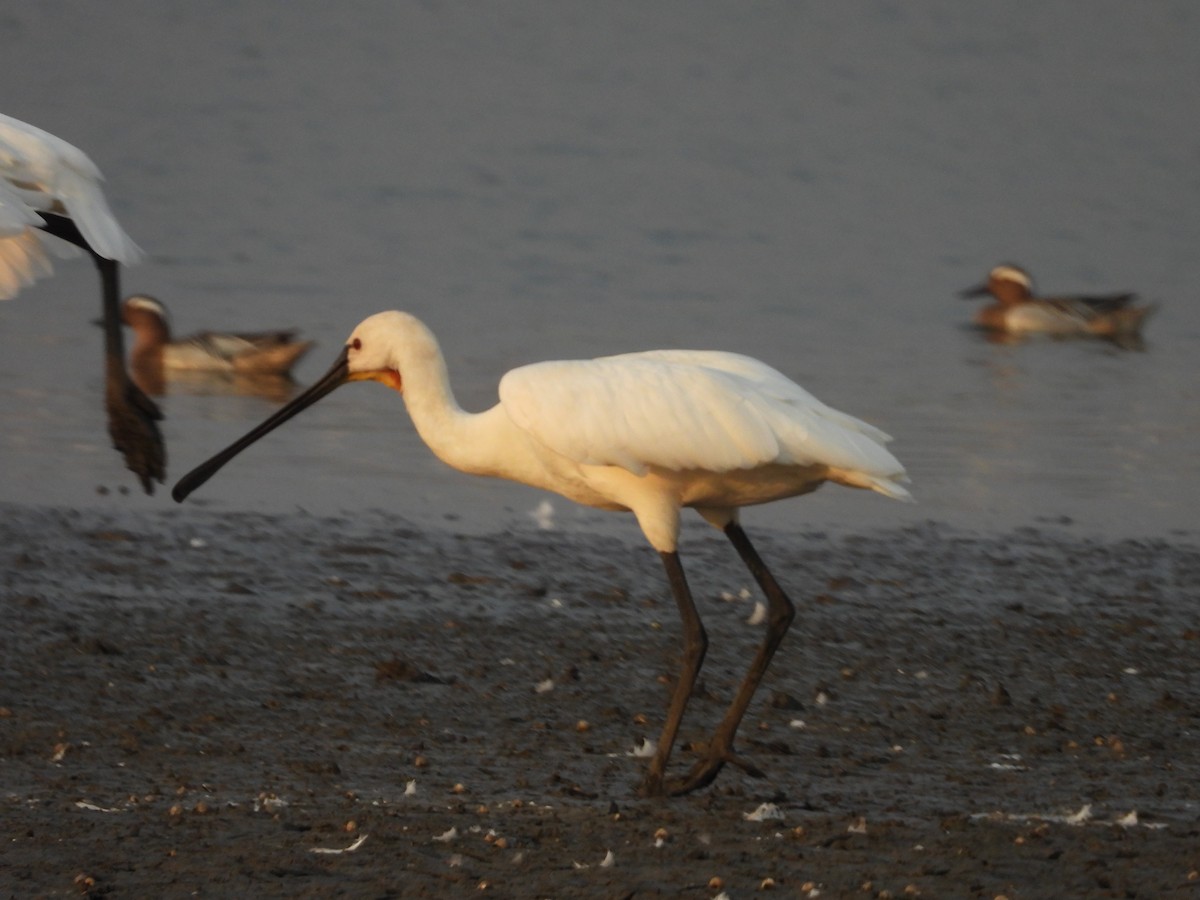 Eurasian Spoonbill - ML624579910