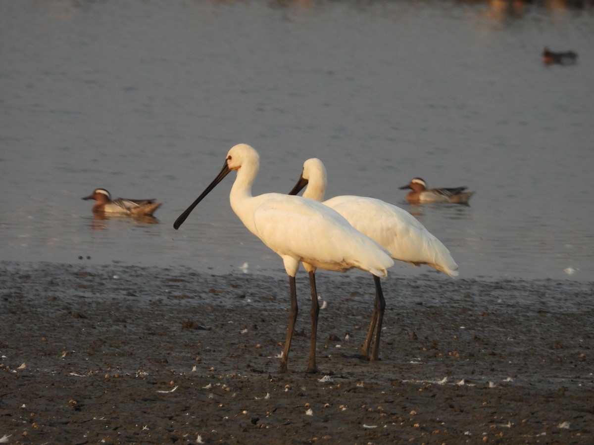 Eurasian Spoonbill - ML624579911