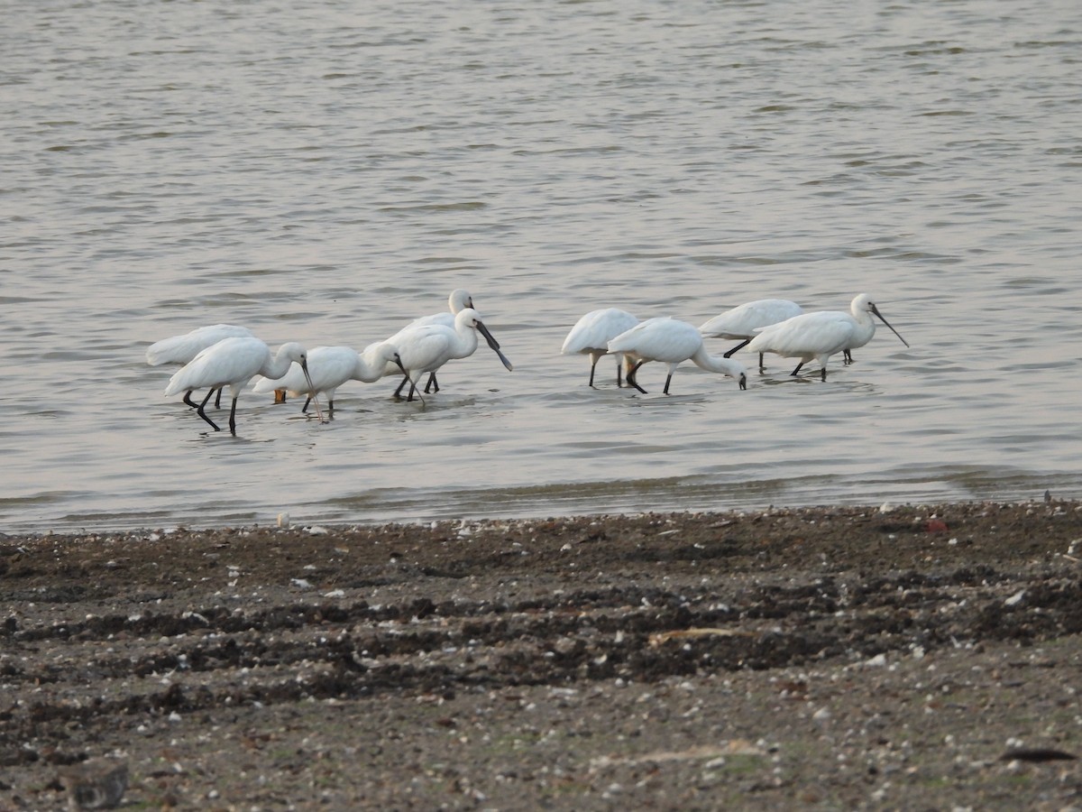 Eurasian Spoonbill - ML624579912