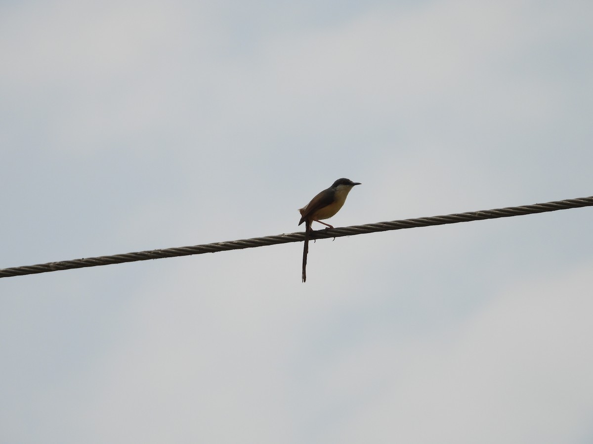 Ashy Prinia - ML624579951