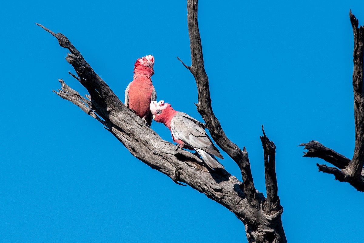 Galah - ML624579962