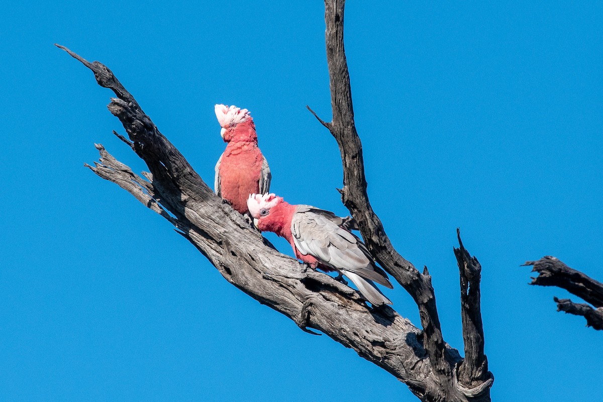 Galah - ML624579963