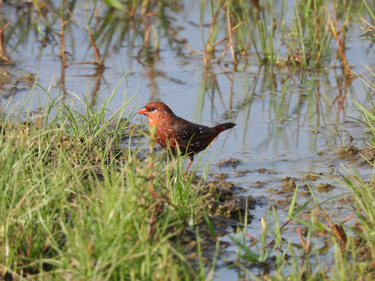 Red Avadavat - ML624579981