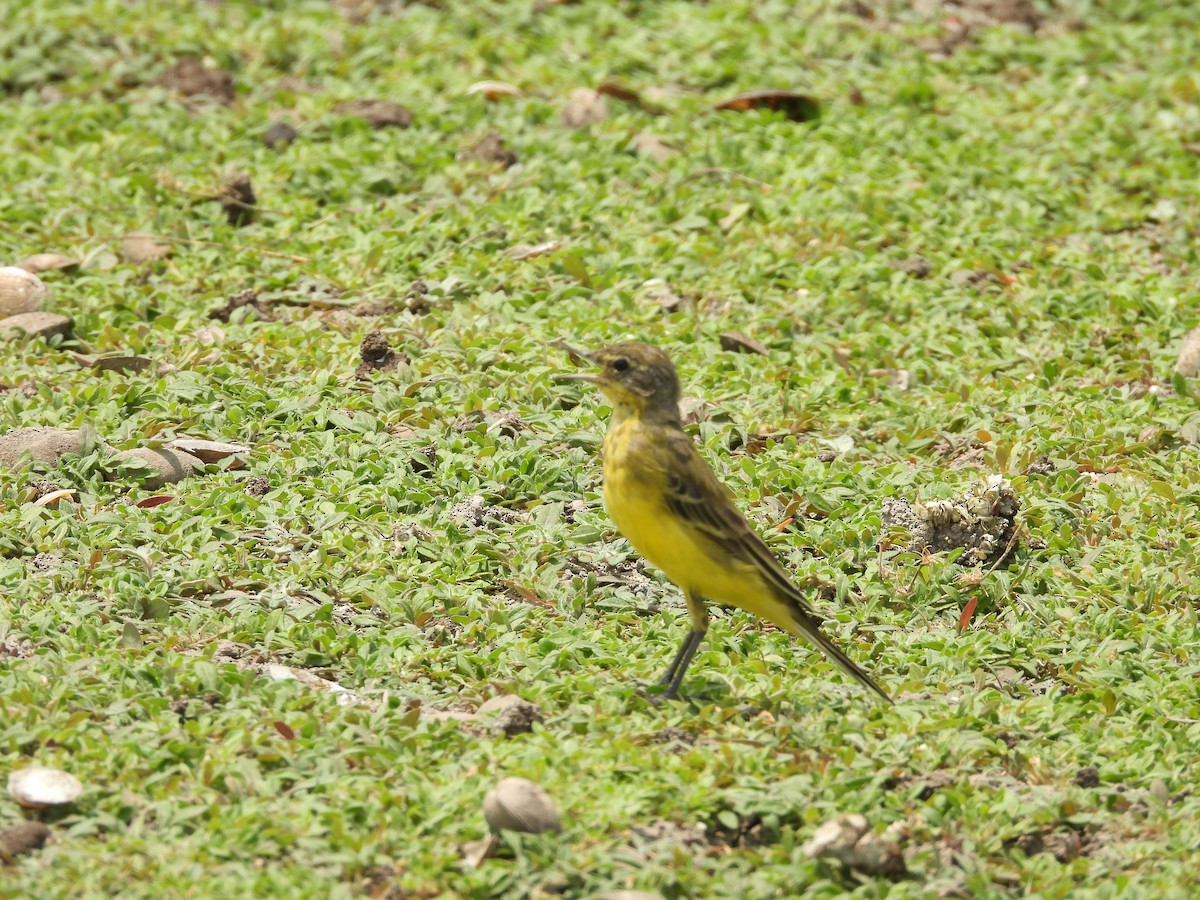 Western Yellow Wagtail - ML624579993