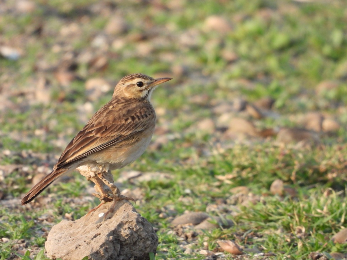 Paddyfield Pipit - ML624580009