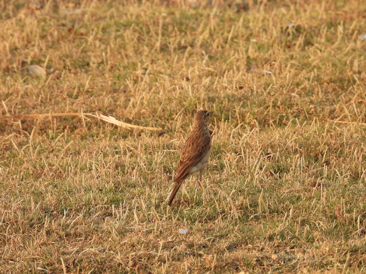 Paddyfield Pipit - ML624580010