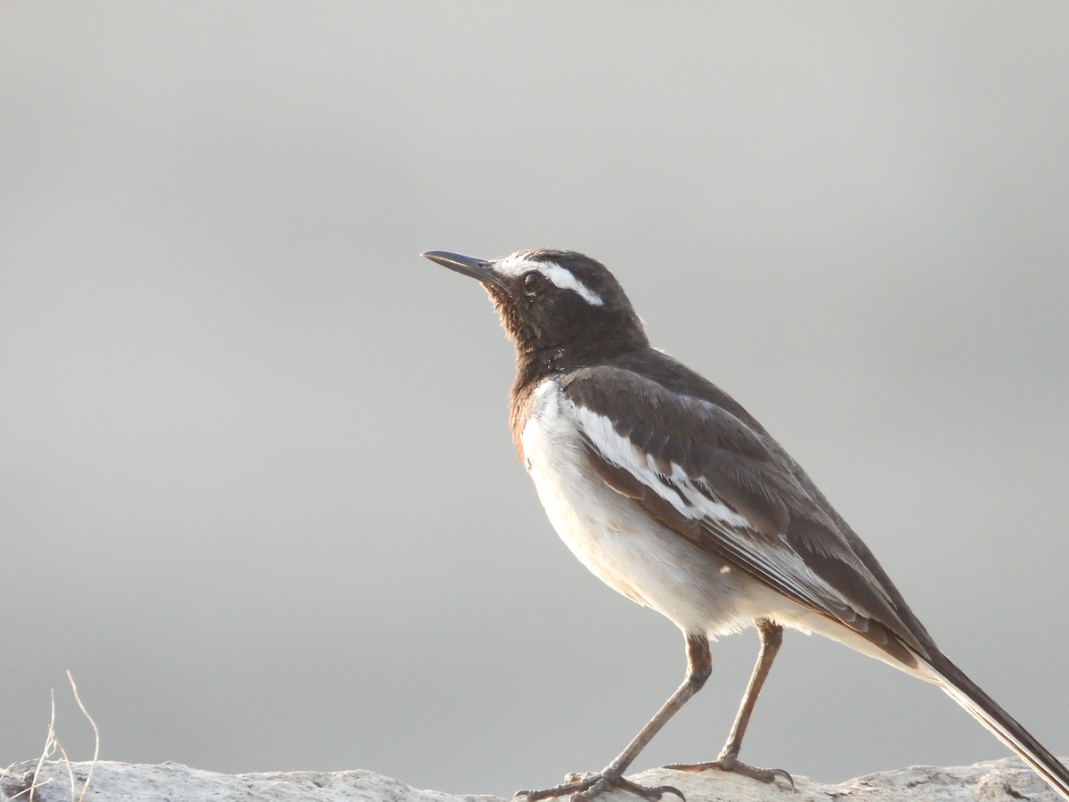 White-browed Wagtail - ML624580011