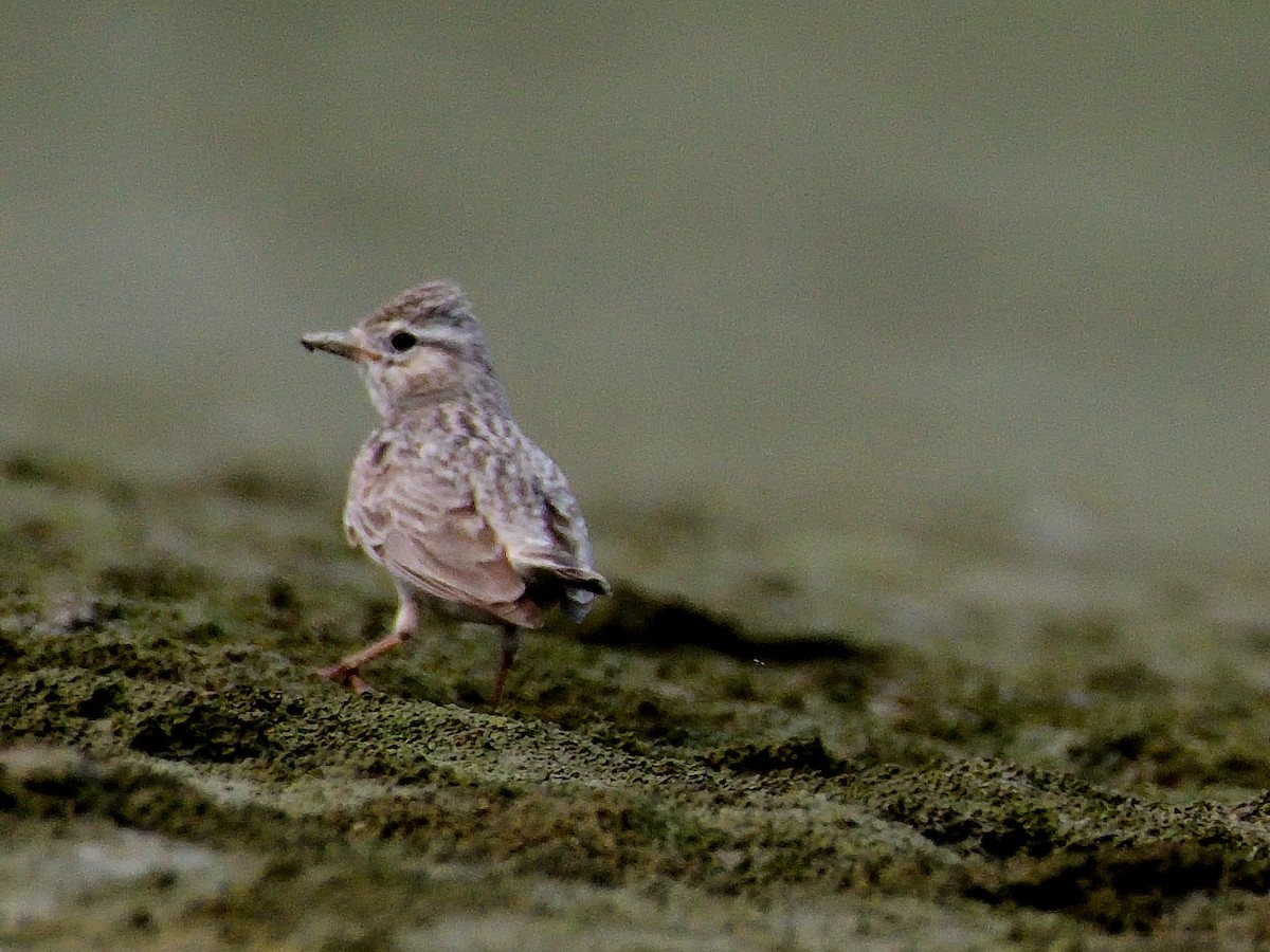 Sand Lark - ML624580029