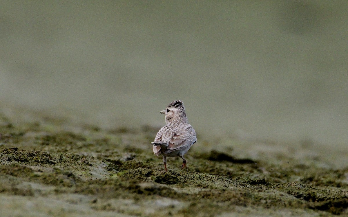 Sand Lark - ML624580030